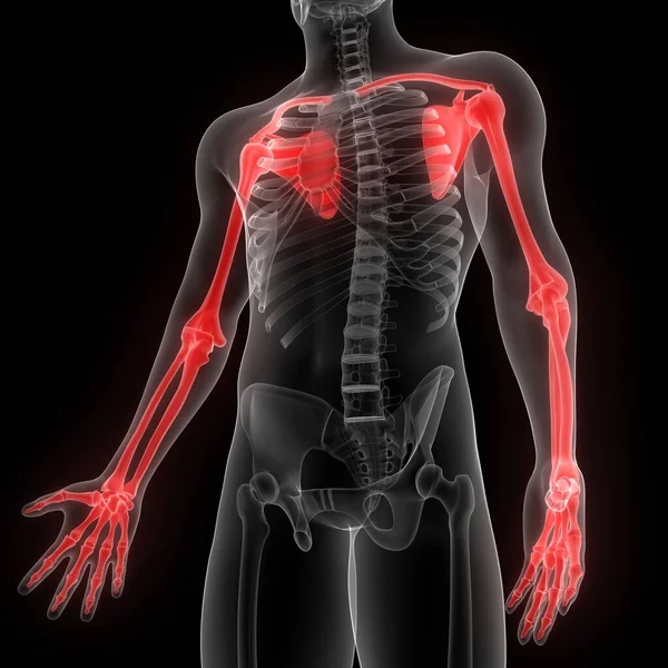 Bovenste Ledematen Botgewrichten Van Het Menselijk Skelet Systeem Anatomie Rendering — Stockfoto