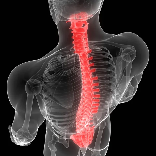 人体颅骨解剖X射线3D显像的椎体柱 — 图库照片