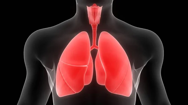 Ciğerleri Nsan Solunum Sistemi Nin Bir Parçası Anatomi Ray Görüntüleme — Stok fotoğraf