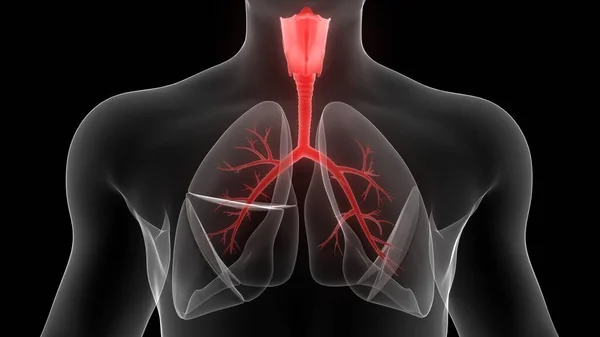 Longen Een Deel Van Human Respiratory System Anatomy Ray Rendering — Stockfoto