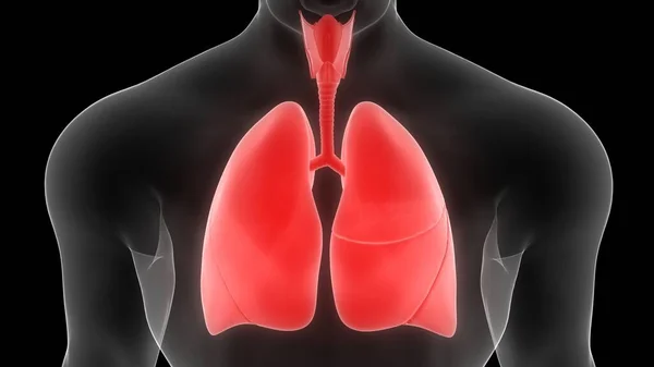 Plíce Část Anatomie Lidského Respiračního Systému Ray Rendering — Stock fotografie