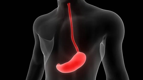 Órgão Interno Humano Sistema Digestivo Anatomia Estômago Raio Renderização — Fotografia de Stock