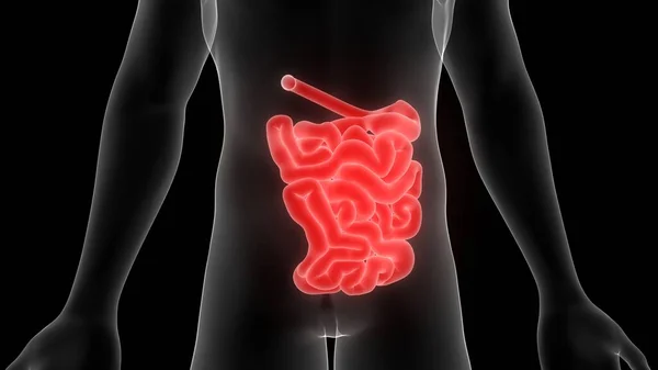 Human Internal Organ of Digestive System Small Intestine Anatomy X-ray 3D rendering