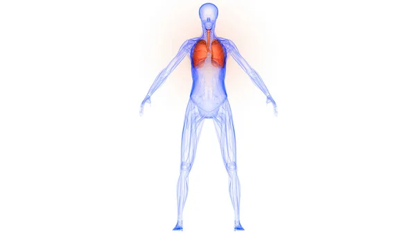 Pulmones Una Parte Anatomía Del Sistema Respiratorio Humano Rendimiento Rayos — Foto de Stock