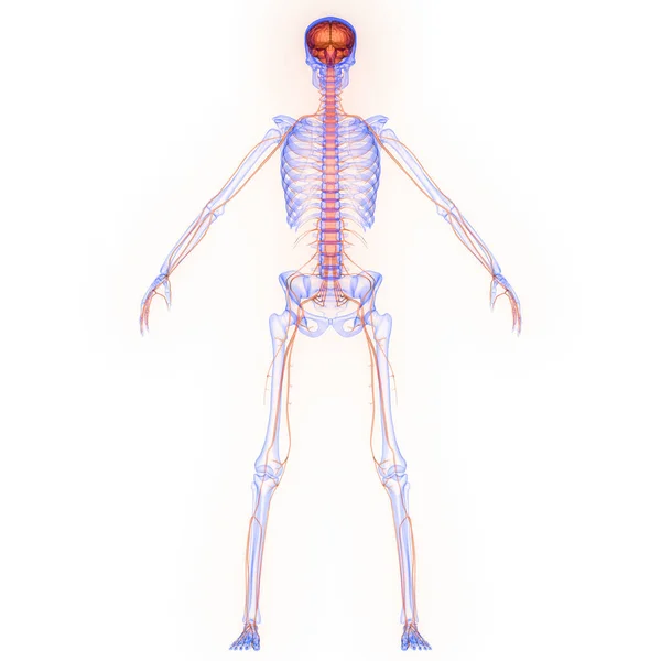 Internes Organ Gehirn Des Menschen Mit Nervensystem Anatomie Röntgen Rendering — Stockfoto