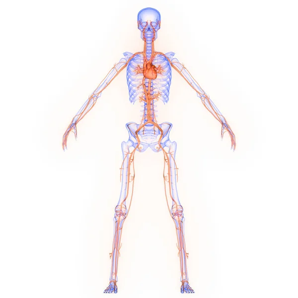 Órgano Interno Humano Del Corazón Con Sistema Circulatorio Anatomía Rendimiento — Foto de Stock