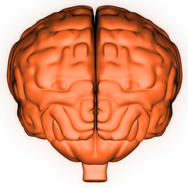 Human Internal Organ Brain Met Zenuwstelsel Anatomie Ray Rendering — Stockfoto