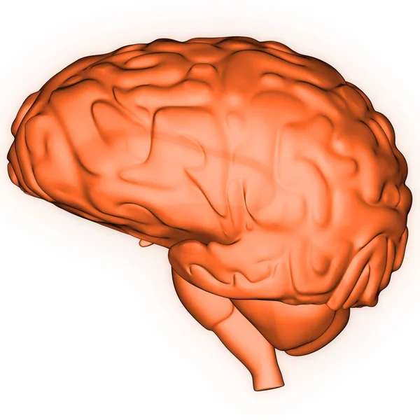 Human Internal Organ Brain Nervous System Anatomy Ray Rendering — Stock Photo, Image