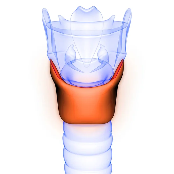 人类腺体甲状腺解剖X射线3D绘制 — 图库照片