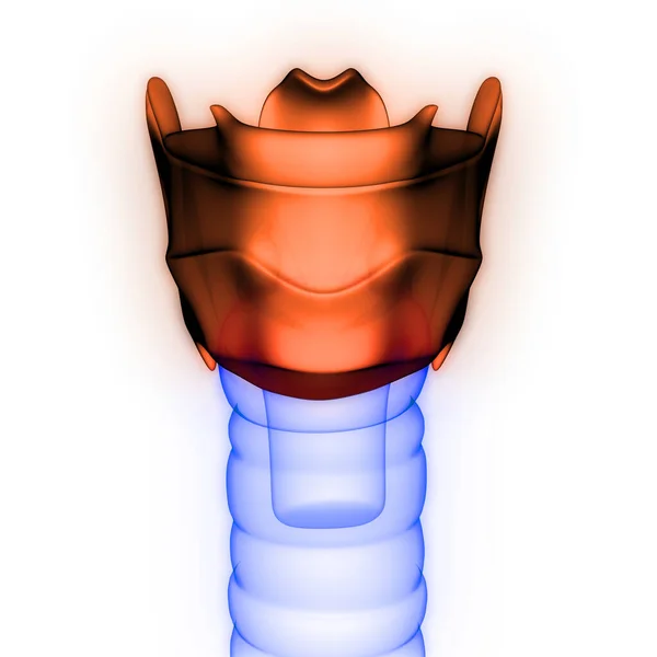 Mänskliga Inre Organ Larynx Anatomi Röntgen Rendering — Stockfoto