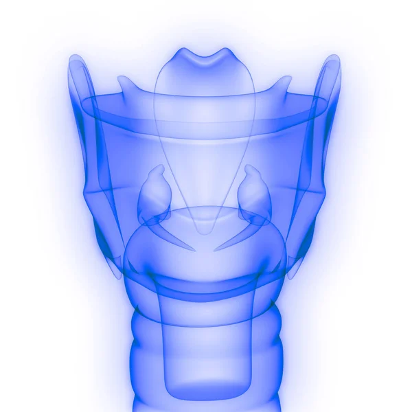 Human Internal Organs Larynx Anatomy X-ray 3D rendering