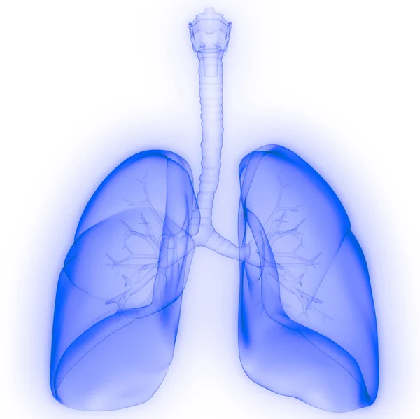Lungs Part Human Respiratory System Anatomy Ray Rendering — Stock Photo, Image