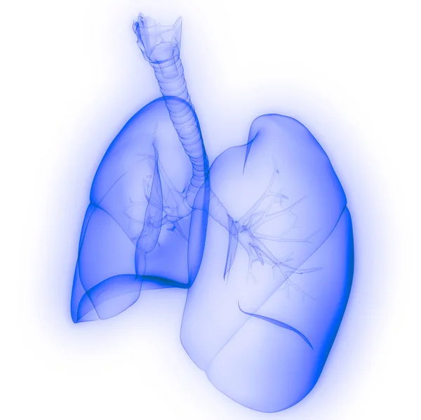 Lungs Part Human Respiratory System Anatomy Ray Rendering — Stock Photo, Image