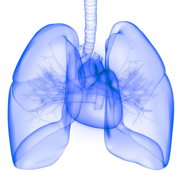 Human Internal Organ Heart Circulatory System Anatomy Ray Rendering — Stockfoto