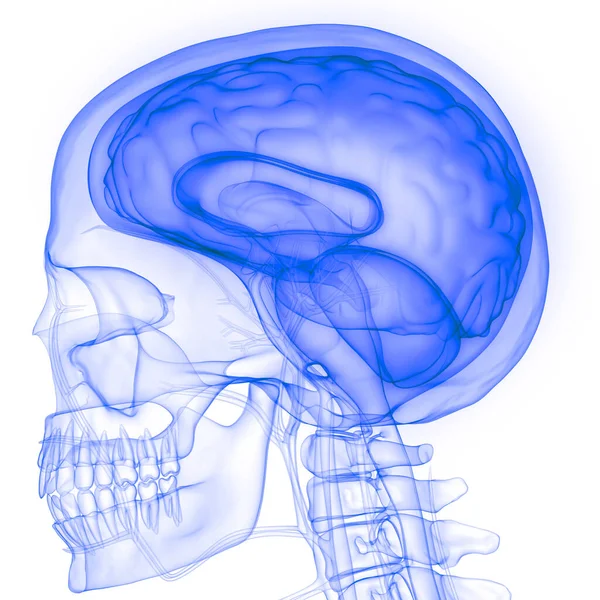 Internes Organ Gehirn Des Menschen Mit Nervensystem Anatomie Röntgen Rendering — Stockfoto