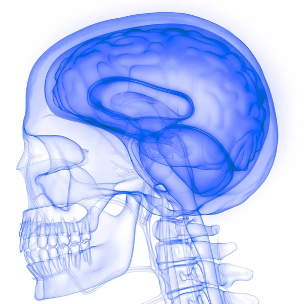 Cervello Umano Interno Dell Organo Con Sistema Nervoso Anatomia Rendering — Foto Stock