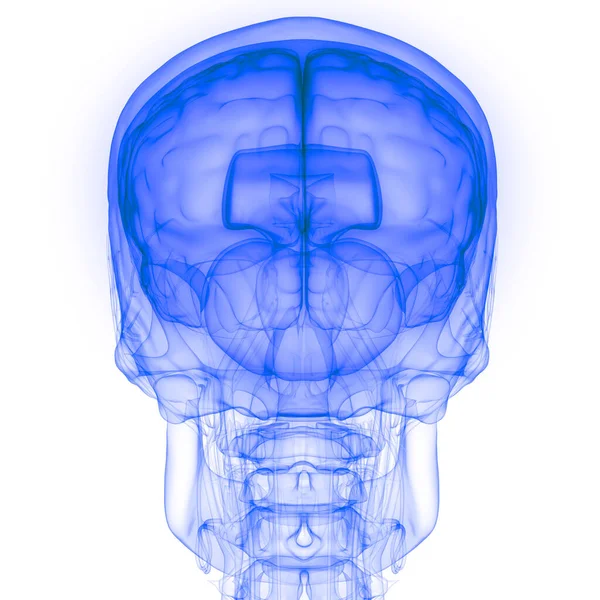 Órgano Interno Humano Cerebro Con Anatomía Del Sistema Nervioso Rendimiento — Foto de Stock