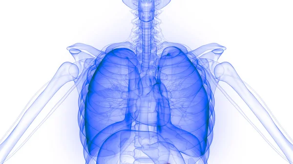 Órgão Interno Humano Sistema Digestivo Anatomia Raios Renderização — Fotografia de Stock