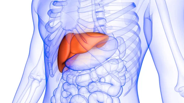 Karaciğer Bir İnsan Sindirim Sistemi Anatomisi X-ray 3D görüntüleme