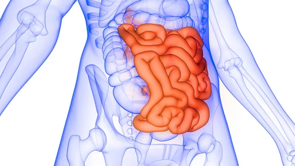 Internes Organ Des Verdauungssystems Des Menschen Dünndarm Anatomie Röntgen Rendering — Stockfoto