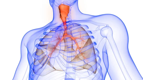 Внутрішній Орган Травної Системи Людини Анатомія Рентгенівського Рендерингу — стокове фото
