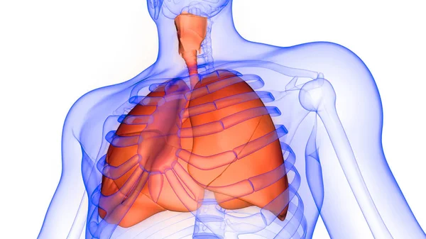 Human Internal Organ Digestive System Anatomy Ray Rendering — Stockfoto