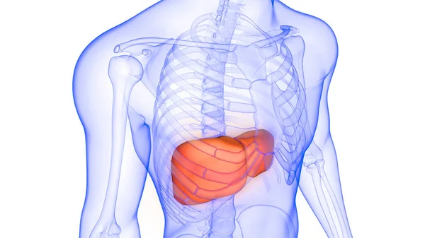 肝脏是人体消化系统解剖X射线3D绘制的一部分 — 图库照片