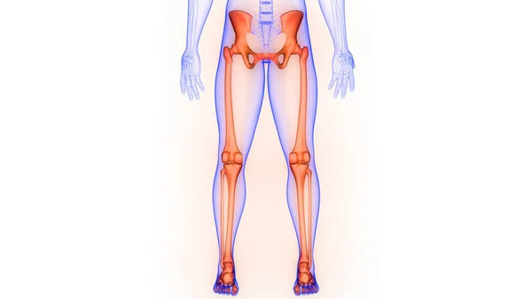 Nedre Extremiteter Ben Leder Mänskligt Skelett System Anatomi Rendering — Stockfoto