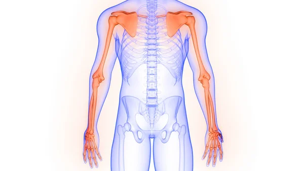 人間の骨格系の上肢骨関節解剖学3Dレンダリング — ストック写真