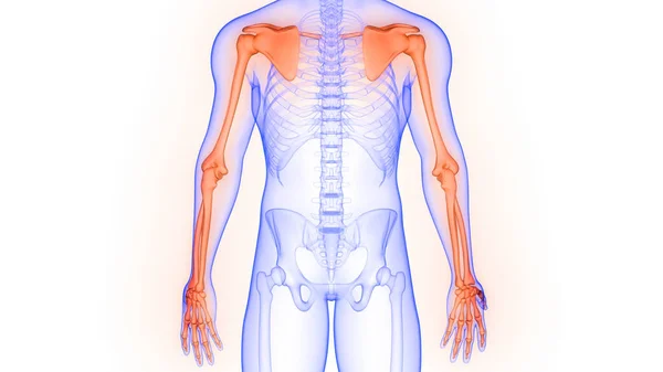 人体骨骼系统解剖三维成形术的上肢骨节 — 图库照片