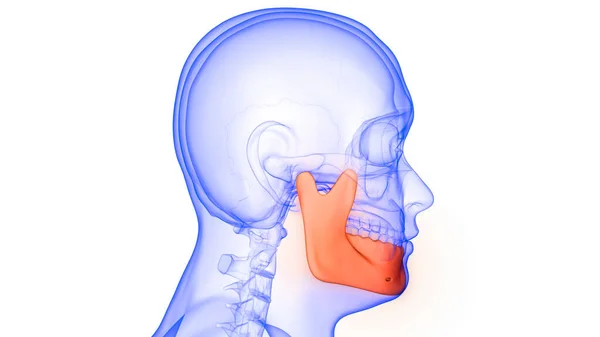 Staw Żuchwy Ludzkiego Systemu Szkieletowego Anatomia Czaszki Rendering — Zdjęcie stockowe