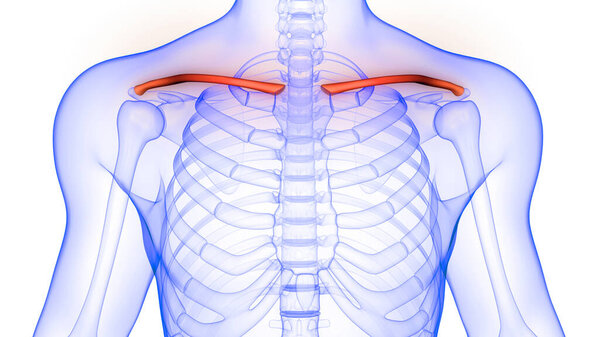 Костные суставы скелета человека Анатомия 3d рендеринг

