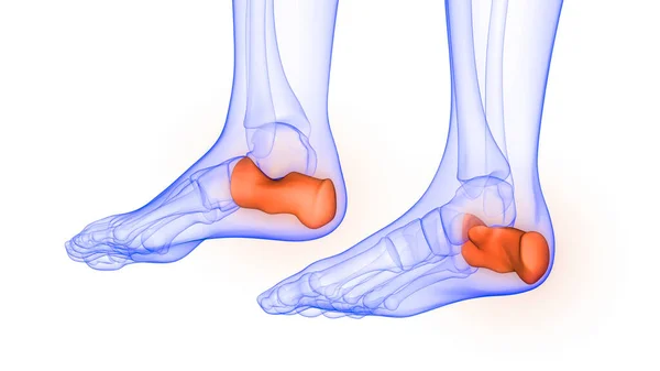 Calcaneus Skelettleder Människans Skelettsystem Anatomi Rendering — Stockfoto