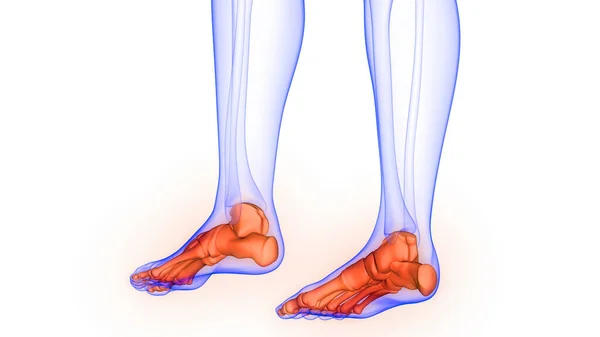 Foot Bone Joints Human Skeleton System Anatomy — стокове фото