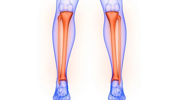 Tibia Und Fibula Bone Joints Human Skeleton System Anatomy Rendering — Stockfoto