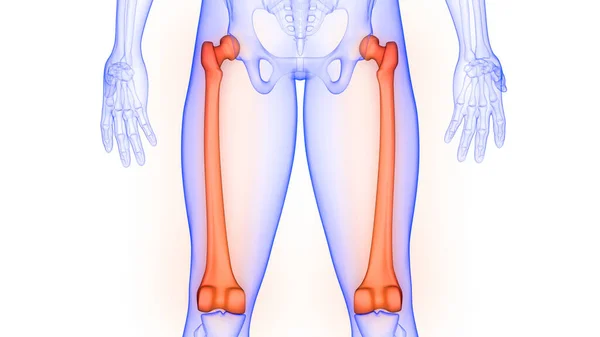 Articulaciones Óseas Fémur Del Esqueleto Humano Anatomía Renderizado — Foto de Stock