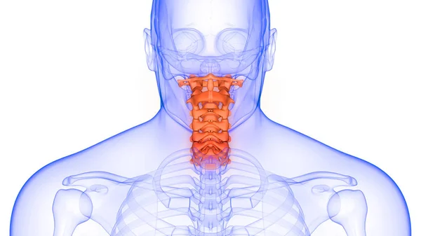 人体颅骨解剖学X线三维成像的颈椎直立柱 — 图库照片