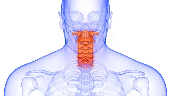 Páteřní Sloupec Krční Obratle Lidské Kosterní Anatomie Ray Renderování — Stock fotografie