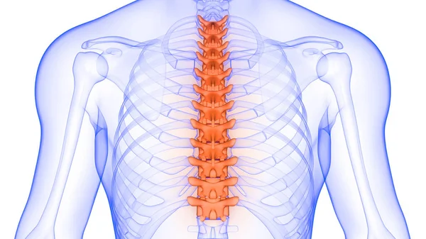 Vertebral Kolonn Bröstkorg Vertebrae Mänskliga Skelett Anatomi Röntgen Rendering — Stockfoto