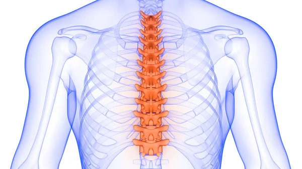 Vertebral Column Thoracic Vertebrae Human Skeleton Anatomy Ray Рендеринг — стокове фото