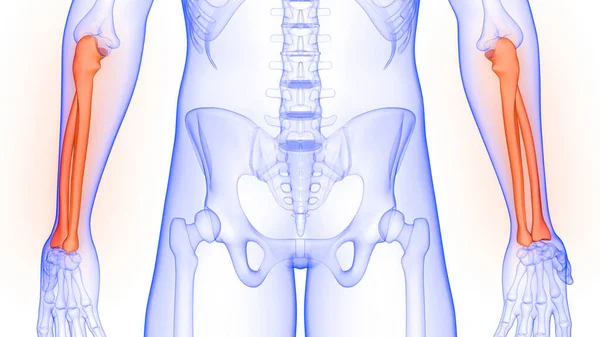 Raggio Ulna Articolazioni Ossee Del Sistema Scheletrico Umano Anatomia Rendering — Foto Stock
