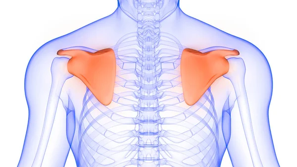 Scapula Osso Articulações Esqueleto Humano Sistema Anatomia Renderização — Fotografia de Stock