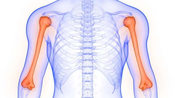 Humerus Benleder Människans Skelett System Anatomi Rendering — Stockfoto