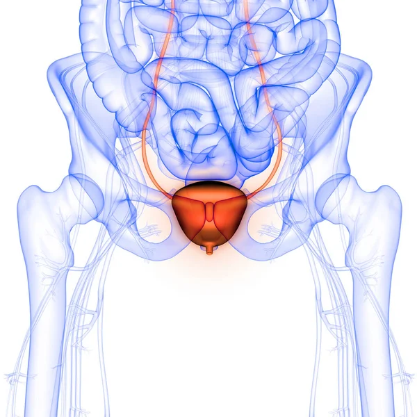 Human Internal Organ Urinary System Blaas Anatomie Ray Rendering — Stockfoto