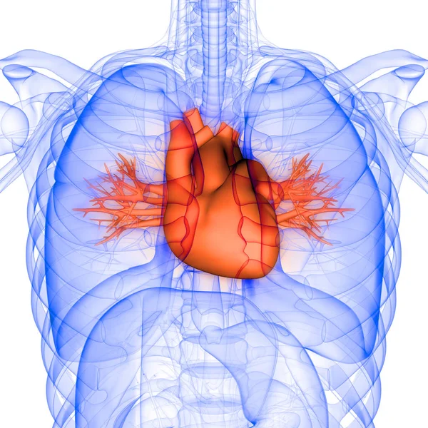 Внутрішній Орган Серця Людини Циркулярною Системою Анатомія Рентгенівського Рендерингу — стокове фото