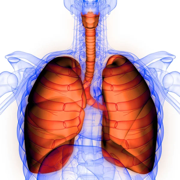 Órgão Interno Humano Sistema Digestivo Anatomia Raios Renderização — Fotografia de Stock