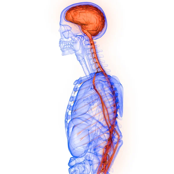 Human Internal Organ Brain Nervous System Anatomy Ray Rendering — Stock Photo, Image