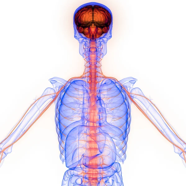 Órgano Interno Humano Cerebro Con Anatomía Del Sistema Nervioso Rendimiento —  Fotos de Stock