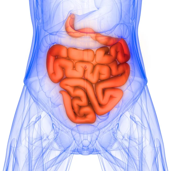 Organ Internal Manusia Sistem Inti Kecil Anatomi Ray Rendering — Stok Foto