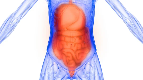 Human Internal Organ Digestive System Anatomy Ray Rendering — Stockfoto